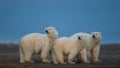 Three cute fluffy white polar bears looking at same direction in natural habitat Royalty Free Stock Photo