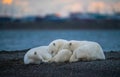 Three cute fluffy white polar bears sleeping on each other Royalty Free Stock Photo