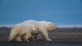 Three cute fluffy white polar bears walking in natural habitat Royalty Free Stock Photo