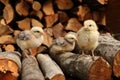 Three cute free-range chicks. Domestic animals, newborn broilers Royalty Free Stock Photo
