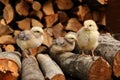 Three cute free-range chicks. Domestic animals, newborn broilers