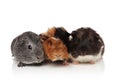 Three cute furry guinea pigs lying Royalty Free Stock Photo