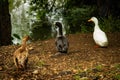 Three cute geese all different color together at the pond Royalty Free Stock Photo
