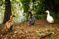 Three cute geese all different color together at the pond Royalty Free Stock Photo
