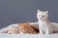 Three cute ginger tabby kittens sleeping together. Cute baby cats in love. Kids animal cat and cozy home concept. Pets. Taking Royalty Free Stock Photo