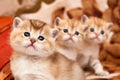 Three cute Golden British kittens sit one after another and look at the camera with interest Royalty Free Stock Photo