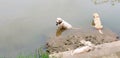 Three cute golden retriever dogs are hot and sitting on the river or lake to make body cool