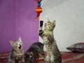 Three cute gray kittens are playing with a toy.