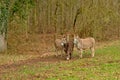 Three donkeys in ameadow - Equus africanus asinus Royalty Free Stock Photo