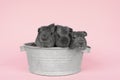 Three cute grey guinea pigs sitting next to eachother in a pewter tin bath on a pink background