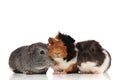 Three cute guinea pigs looking in different sides Royalty Free Stock Photo