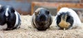 Three cute guinea pigs Royalty Free Stock Photo