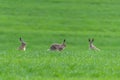 Three cute hare sitting in spring grass. Wildlife scene from nature