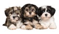 Three cute havanese puppies are lying next to each other Royalty Free Stock Photo