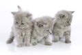 Three cute kittens