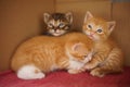 Three cute kittens in a cardboard box on a red towel Royalty Free Stock Photo