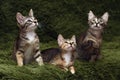 Three cute kittens on a green Royalty Free Stock Photo