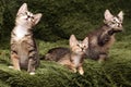 Three cute kittens on a green Royalty Free Stock Photo