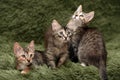 Three cute kittens on a green Royalty Free Stock Photo