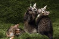 Three cute kittens on a green Royalty Free Stock Photo