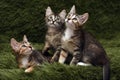 Three cute kittens on a green Royalty Free Stock Photo