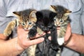 Three Cute Kittens in Male Hands. Royalty Free Stock Photo