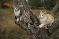 Three cute kittens play on a tree branch. Lovely young cats in nature Royalty Free Stock Photo