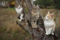 Three cute kittens sitting on a tree trunk. Lovely young cats walk in nature Royalty Free Stock Photo