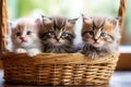 Three cute kittens are sitting in a wicker basket .Generative AI Royalty Free Stock Photo