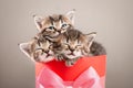 Three cute kittens sleeping in a red gift box with a bow Royalty Free Stock Photo