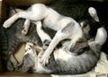 Three kittens sleeping together in box Royalty Free Stock Photo