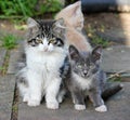 Three cute kittens, young cats looking forwards Royalty Free Stock Photo