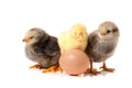 Three cute little chicken with egg isolated on white background Royalty Free Stock Photo