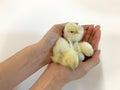 The three cute little chicks are carried on the beautiful hand of woman with heart shape on white background Royalty Free Stock Photo