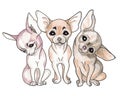 Little dogs of Chihuahua breed