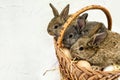 Three cute little easter bunnies sitting in easter busket with e Royalty Free Stock Photo