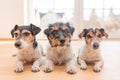 Three cute little Jack Russell Terrier dogs lie obediently side by side on the floor in the apartment at home