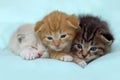Three Little Kittens Over Blue Background.