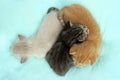 Three Cute Little Kittens Lying On The Bed. Royalty Free Stock Photo