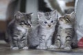 Three cute little kittens are playing Royalty Free Stock Photo