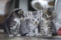 Three cute little kittens are playing Royalty Free Stock Photo