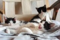 Three cute little kittens playing together Royalty Free Stock Photo