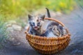 Three cute little kittens posing together surrounded by flowers outdoors. Royalty Free Stock Photo