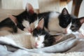 Three cute little kittens sleeping Royalty Free Stock Photo