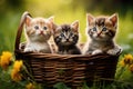 Three cute little kittens in a wicker basket on green grass, Three kittens in a basket on a green grass background. Closeup, AI Royalty Free Stock Photo
