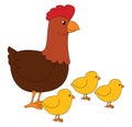 Clipart of the cute little chickens grazing along with the mommy hen, vector or color illustration