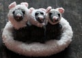 Three cute mice stand in white basket