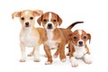 Three Cute Mixed Small Breed Puppy Dogs Royalty Free Stock Photo