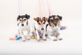 Three cute naughty party dog. Jack Russell dogs ready for carnival Royalty Free Stock Photo