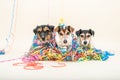 Three cute naughty party dog. Jack Russell dogs ready for carnival Royalty Free Stock Photo